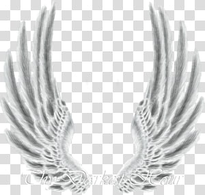 Desktop Drawing , Wings transparent background PNG clipart thumbnail