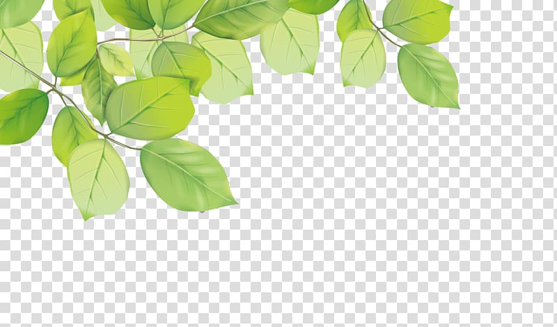 Leaf, Green leaves decorative material transparent background PNG clipart