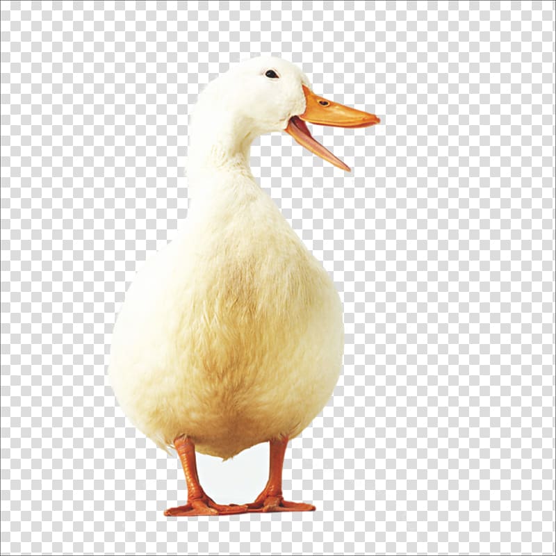 American Pekin Duck Icon, duck transparent background PNG clipart