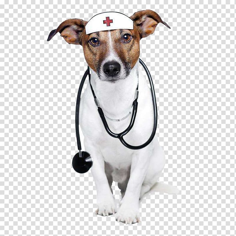 a dog with a stethoscope; a doctor transparent background PNG clipart