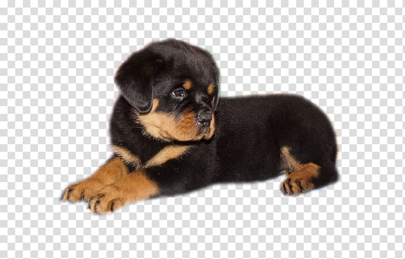 Rottweiler Puppy Companion dog Dog breed, puppy transparent background PNG clipart