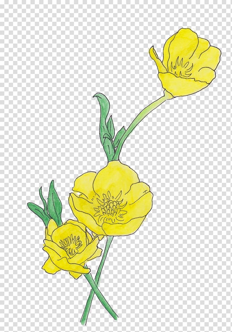 Floral design Ranunculus repens Flower Drawing Petal, flower transparent background PNG clipart
