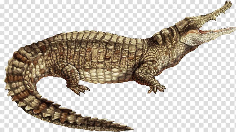 Nile crocodile Alligator Spectacled caiman American crocodile, alligator transparent background PNG clipart