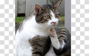 Allergy to cats Dog Felidae Kitten, Skin problem transparent background PNG clipart thumbnail