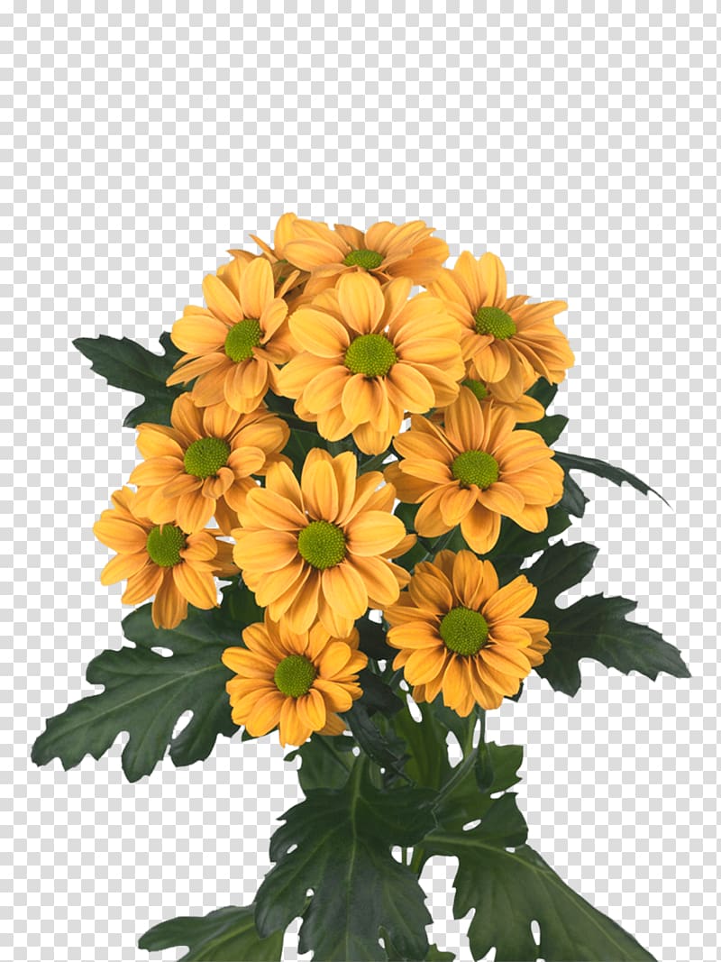 Chrysanthemum Floral design Cut flowers Argyranthemum frutescens Transvaal daisy, chrysanthemum flowers transparent background PNG clipart