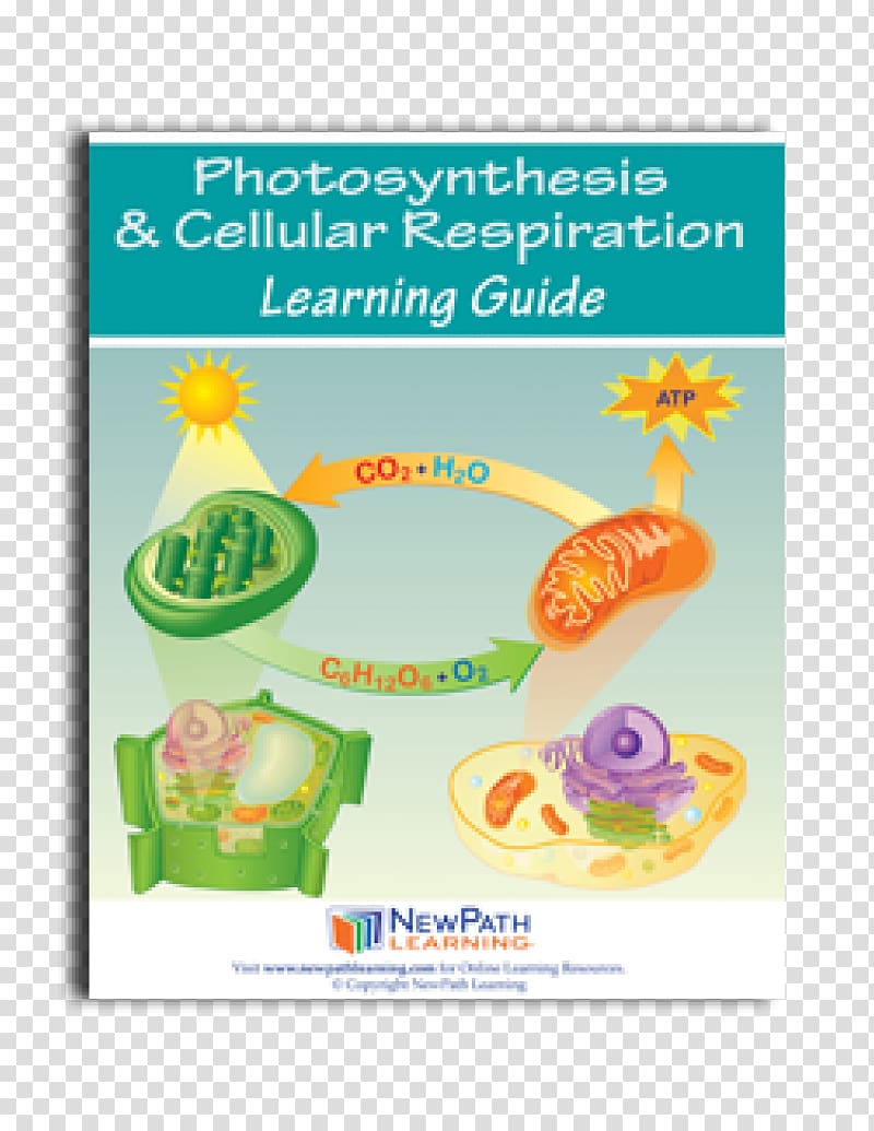 Cellular respiration synthesis Science, science transparent background PNG clipart