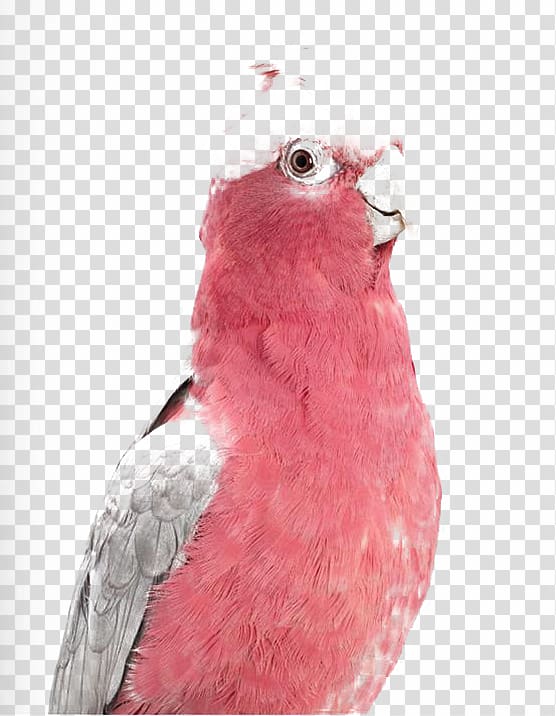 Bird Budgerigar Cockatoo Galah Parakeet, Pink Parrot transparent background PNG clipart