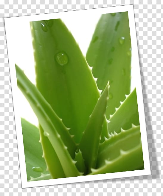 Aloe vera Plant Skin Gel Health, plant aloe vera transparent background PNG clipart
