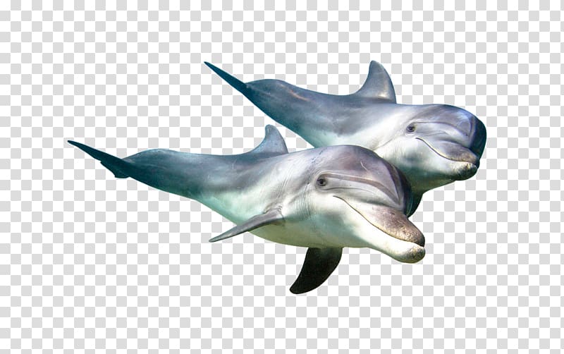 Common bottlenose dolphin Tucuxi Underwater World, Singapore Fish, Free dolphin fish to pull material transparent background PNG clipart