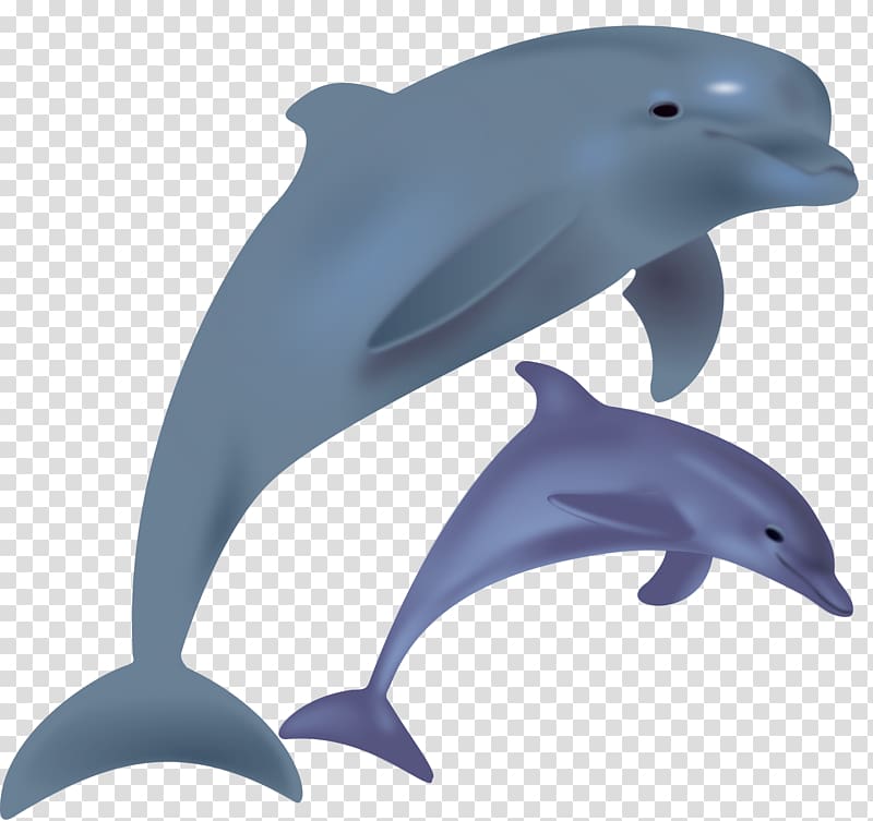 The Bottlenose Dolphin , flippers transparent background PNG clipart