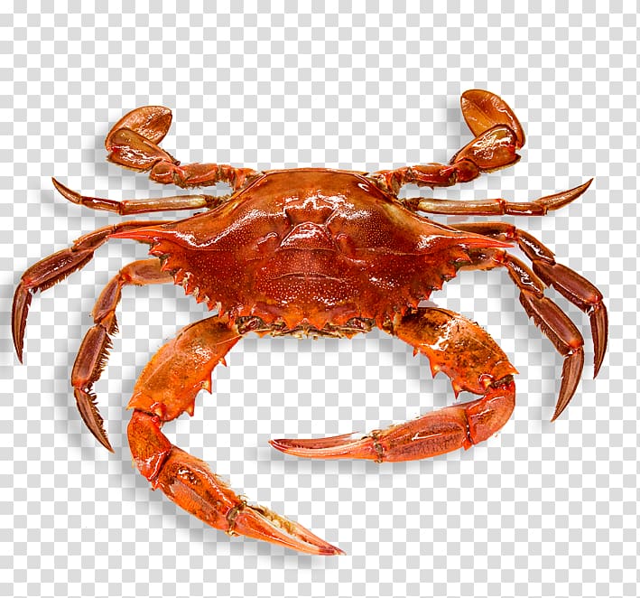 Chesapeake blue crab Red king crab Crayfish, crab transparent background PNG clipart