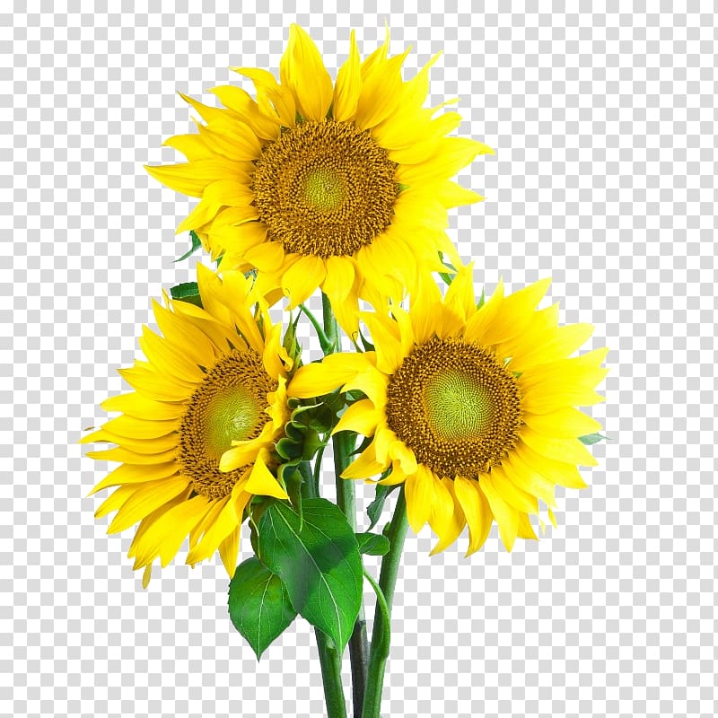 three yellow sunflowers, Common sunflower Sunflower seed Icon, sunflower transparent background PNG clipart