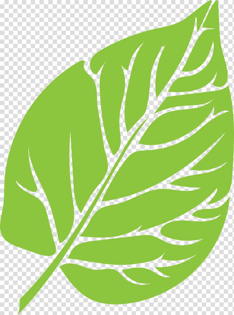 Leaf , Leaf transparent background PNG clipart