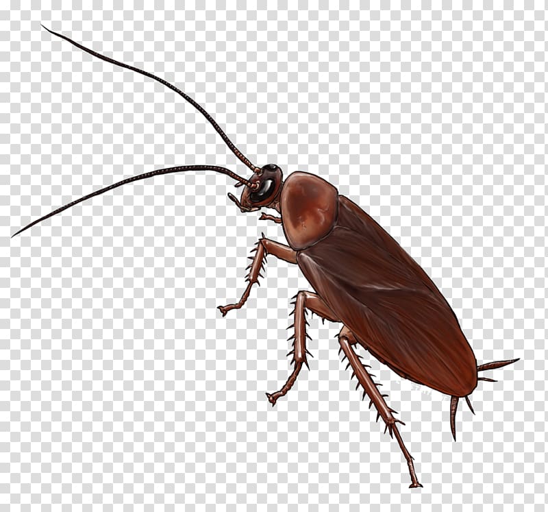 American cockroach Insect Drawing German cockroach, cockroach transparent background PNG clipart
