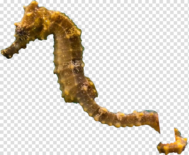 Short-snouted seahorse, seahorse transparent background PNG clipart