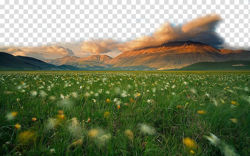 Beautiful grassland transparent background PNG clipart