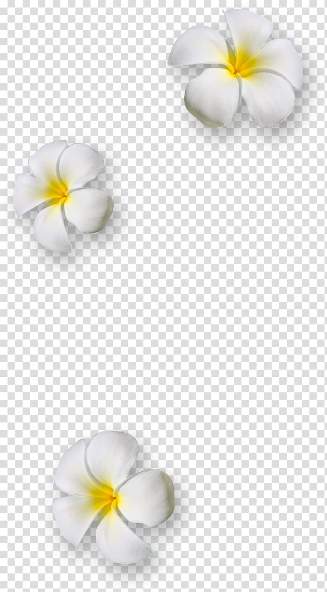 Flower Petal , flower transparent background PNG clipart