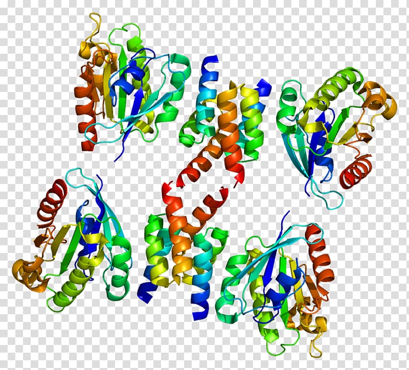 GOLGA4 ARL1 GOLGA1 Golgi apparatus ADP ribosylation factor, others transparent background PNG clipart