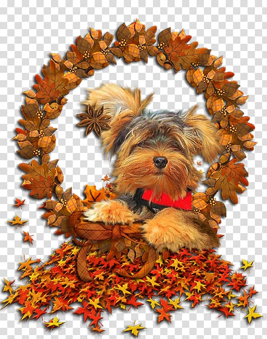 Yorkshire Terrier Autumn GIF Puppy, Modern Letter Head transparent background PNG clipart