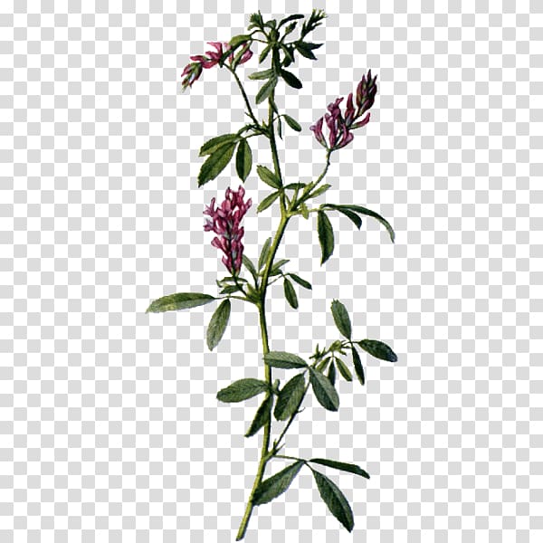 Alfalfa Sativum Medicinal plants Flower, alfalfa transparent background PNG clipart
