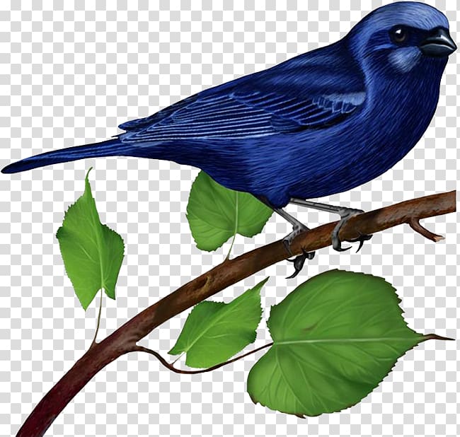 blue bird on branch illustration, Bluebird , Blue Bird on Branch transparent background PNG clipart