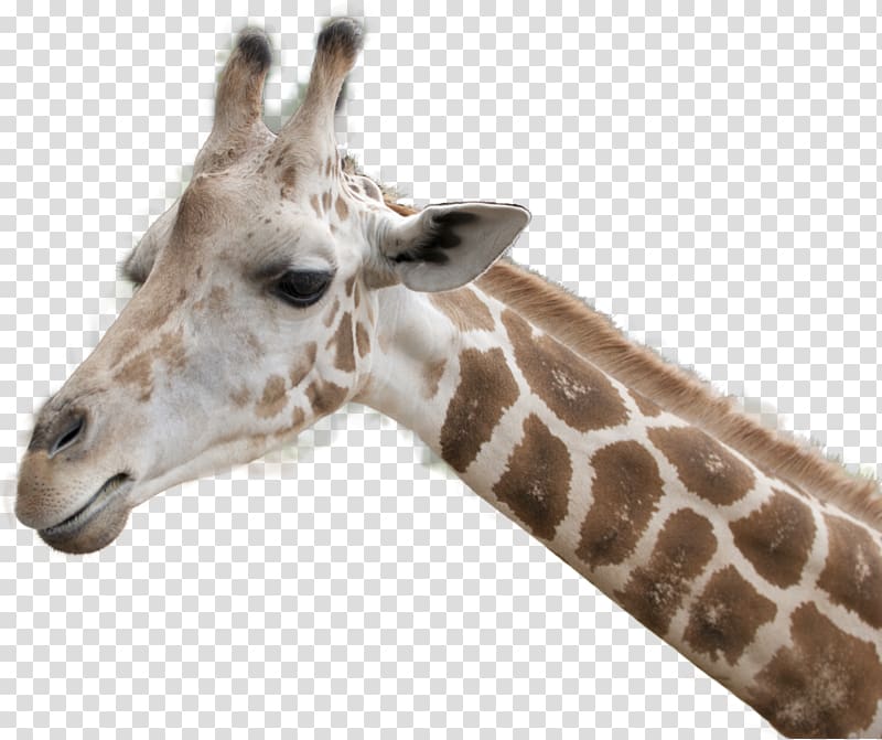 Head Northern giraffe, Giraffe transparent background PNG clipart