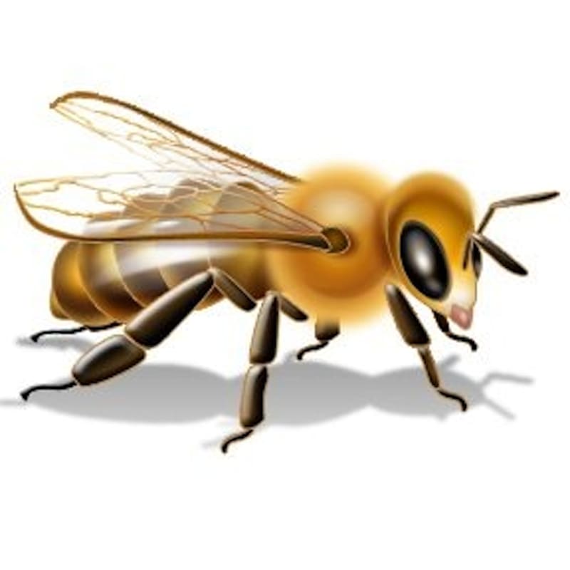 Bee Insecticide Pesticide Label Neonicotinoid, bee transparent background PNG clipart