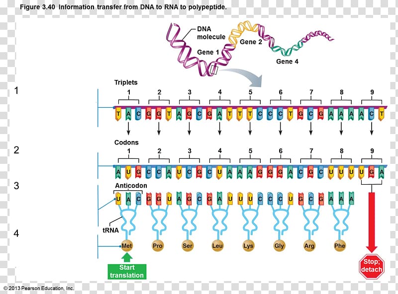 Messenger RNA DNA-binding protein DNA-binding protein, others transparent background PNG clipart