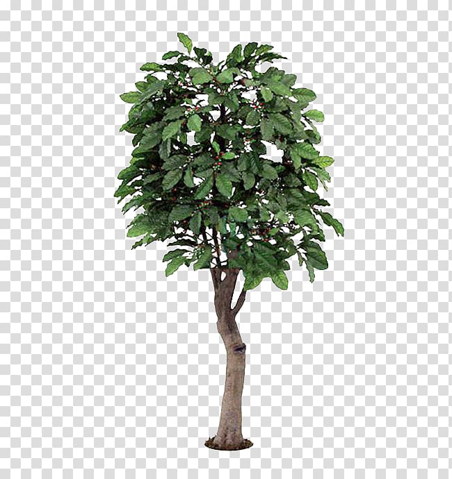 a coffee tree material transparent background PNG clipart