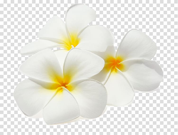 Flower Frangipani , flower transparent background PNG clipart