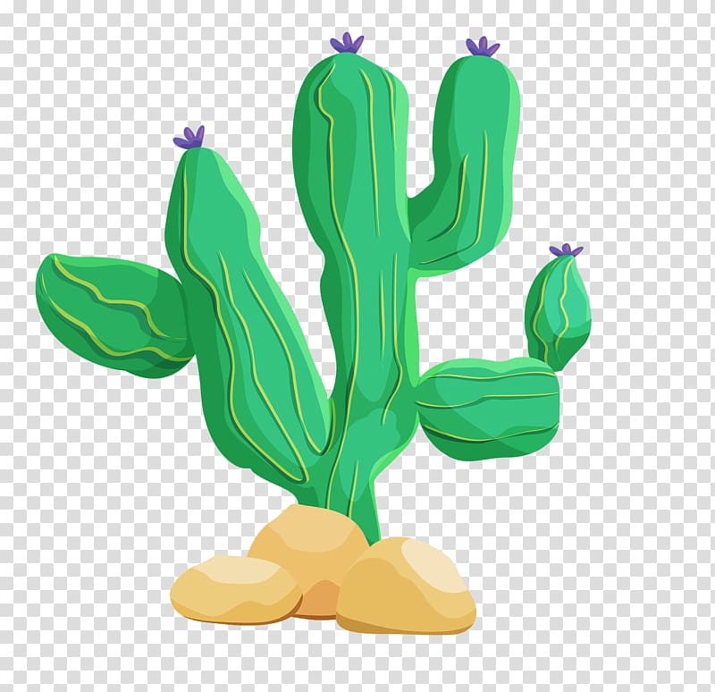 Cactaceae Desert Illustration, Green cactus transparent background PNG clipart