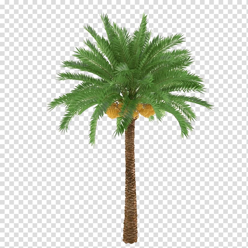 African oil palm Arecaceae Tree Trunk Plant, Palm trees and subtropical plants transparent background PNG clipart