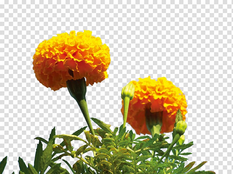 Mexican marigold Flower, Yellow Marigold Flower transparent background PNG clipart