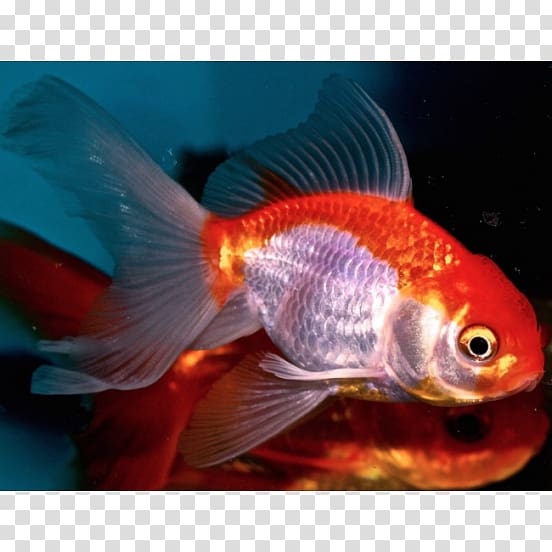 Goldfish Aquariums Feeder fish Marine biology Fauna, Carassius Auratus transparent background PNG clipart
