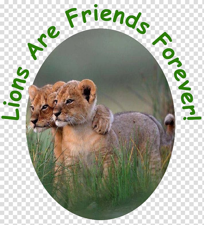 Lion Animal Cat Überleben: Wenn Tiere heranwachsen Wildlife, lion transparent background PNG clipart