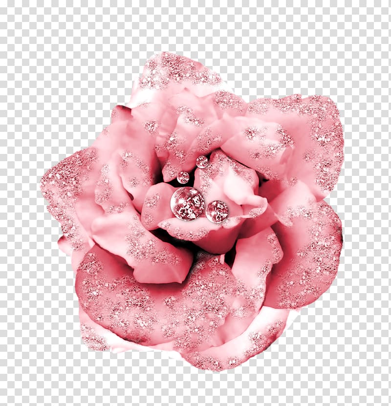 Beach rose Flower Petal Garden roses Pink, pink rose transparent background PNG clipart