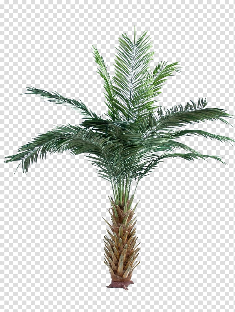 Arecaceae Date palm Attalea speciosa Oil palms Adonidia merrillii, palm tree transparent background PNG clipart