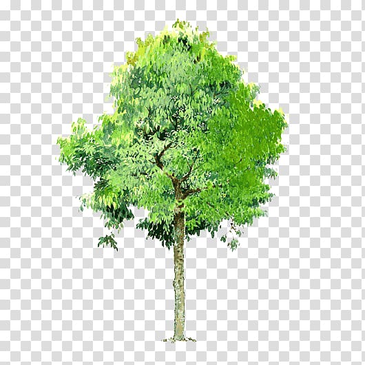 trees background trees element transparent background PNG clipart