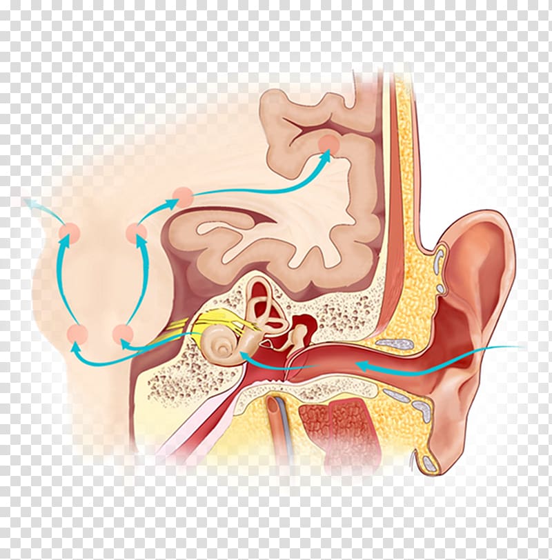 Auditory system Auditory processing disorder Hearing Brain Auditory cortex, MECHANIC transparent background PNG clipart