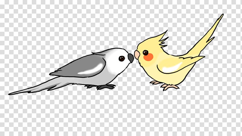 Cockatiel Bird Budgerigar Drawing, Bird transparent background PNG clipart