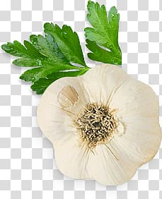 Garlic transparent background PNG clipart