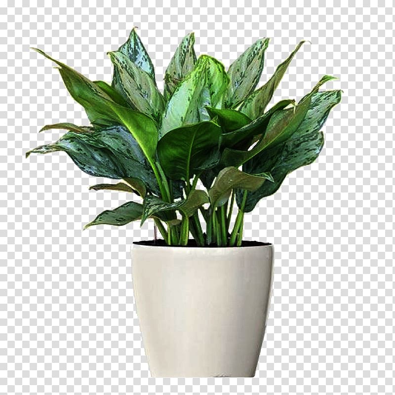 Chinese evergreens Ornamental plant Philippine evergreen Houseplant Flowerpot, plants transparent background PNG clipart
