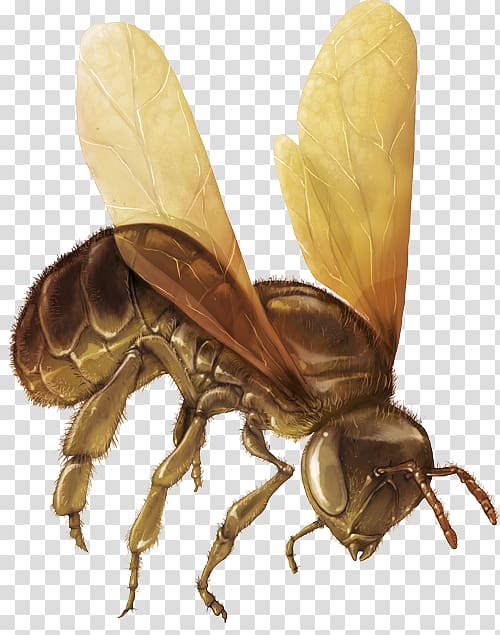 Honey bee Hornet Pollinator Insect, bee transparent background PNG clipart