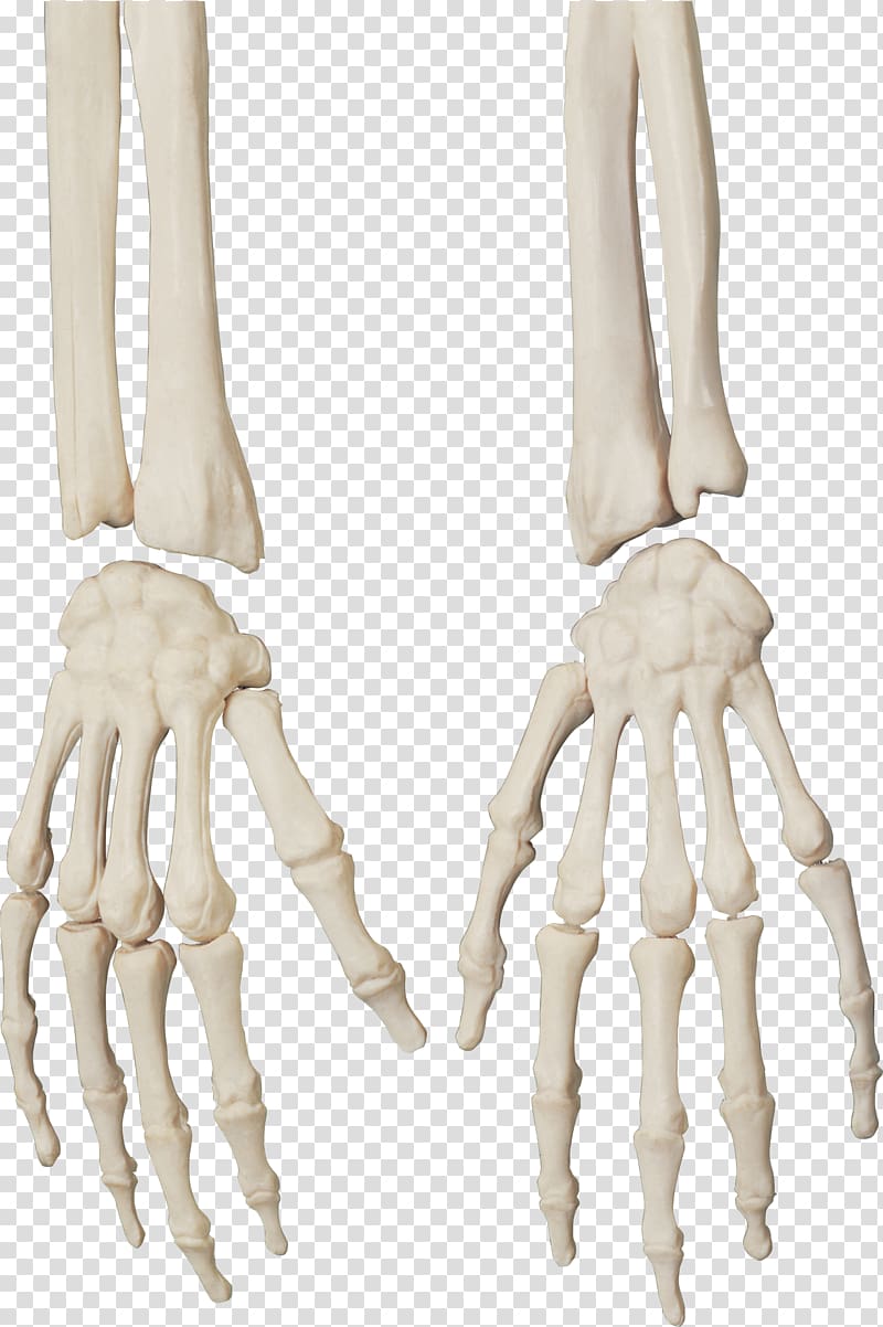 pair of skeleton hands , Human skeleton Bone Skull, bones transparent background PNG clipart