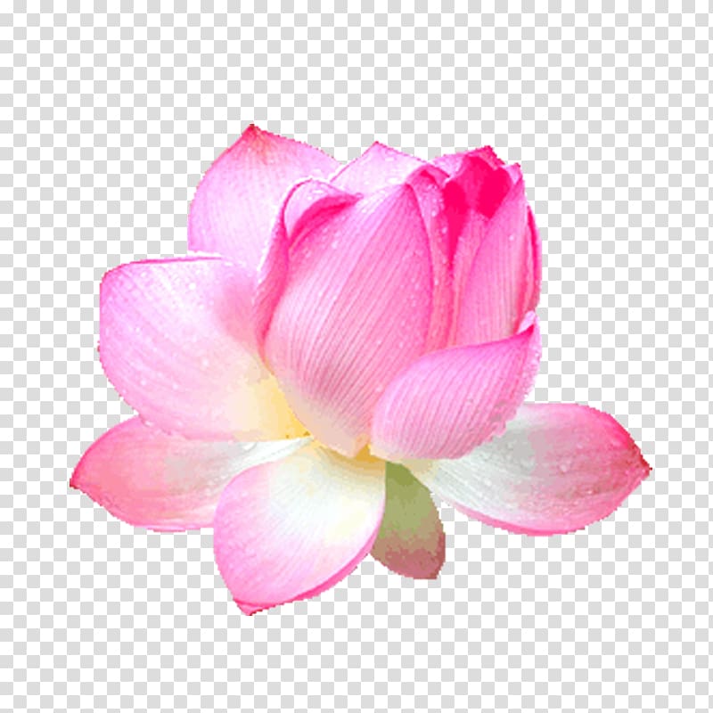 Pink Rose , Pink Lotus transparent background PNG clipart