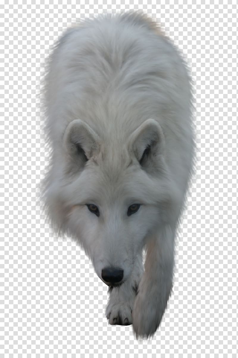 Arctic wolf , arctic fox transparent background PNG clipart