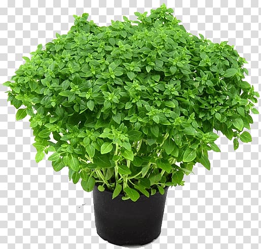 Holy Basil Plant Herb Garden Oregano, plant transparent background PNG clipart