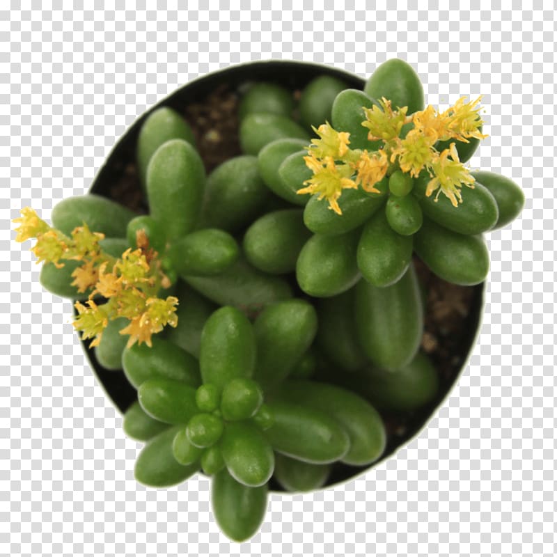 Sedum rubrotinctum Succulent plant Echeveria Houseplant, suculent transparent background PNG clipart