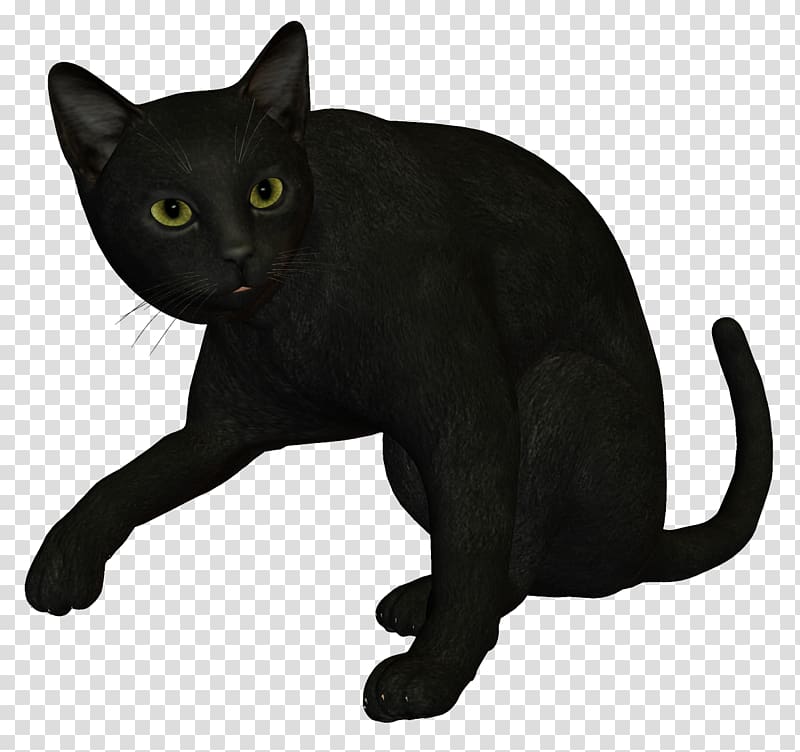 Bombay cat Burmese cat Korat Havana Brown Black cat, Witch Cat transparent background PNG clipart