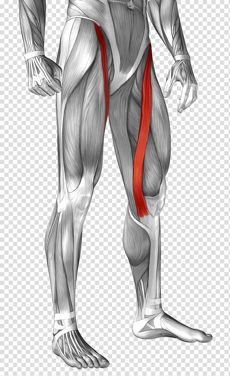 Sartorius muscle Anatomy Rectus femoris muscle Human body, muscle transparent background PNG clipart